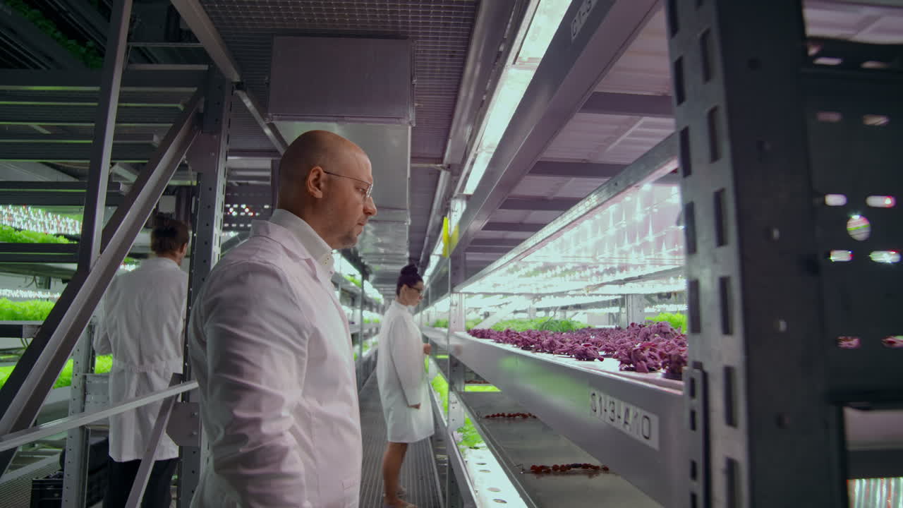 Team work of scientists and farmers men and women using modern technology and hydroponics. The business of growing vegetables and salads in a bad environment. The concept of eco-friendly products.