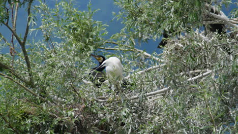 Young-snowy-Little-egret-sitting-on-a-tree-Lake-kerkini-Greece