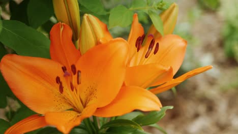 orange lily flowers in the garden, close up