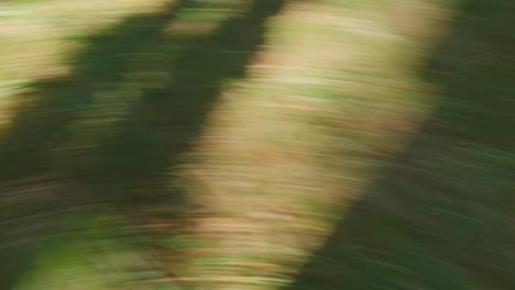 movimiento circular abstractamente borroso verde y marrón