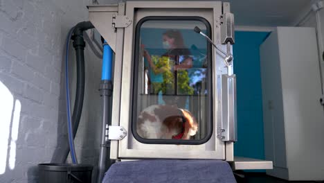 a dog with a person enters an underwater treadmill box