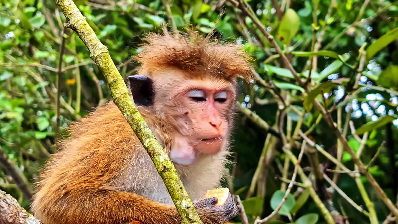 Monkey in Koggala jungle, serene moment on tree branch
