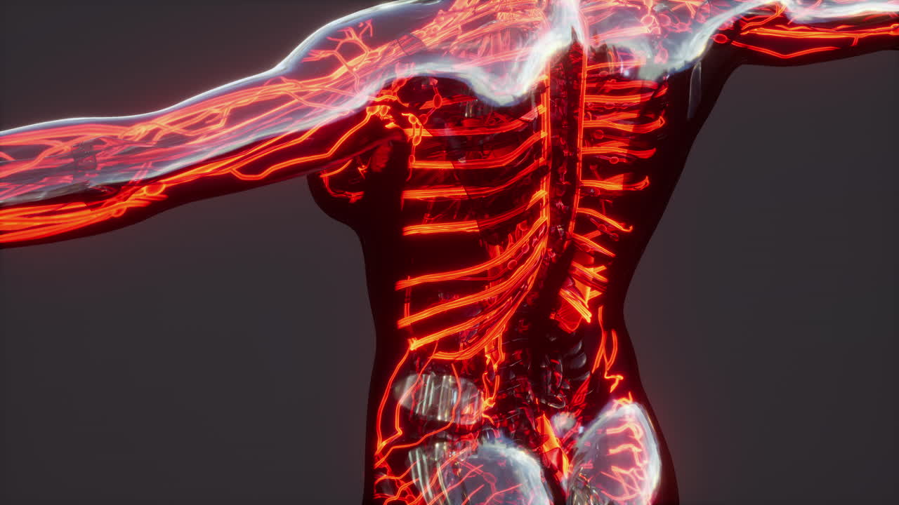 análisis de exploración de la anatomía humana que muestra la circulación sanguínea