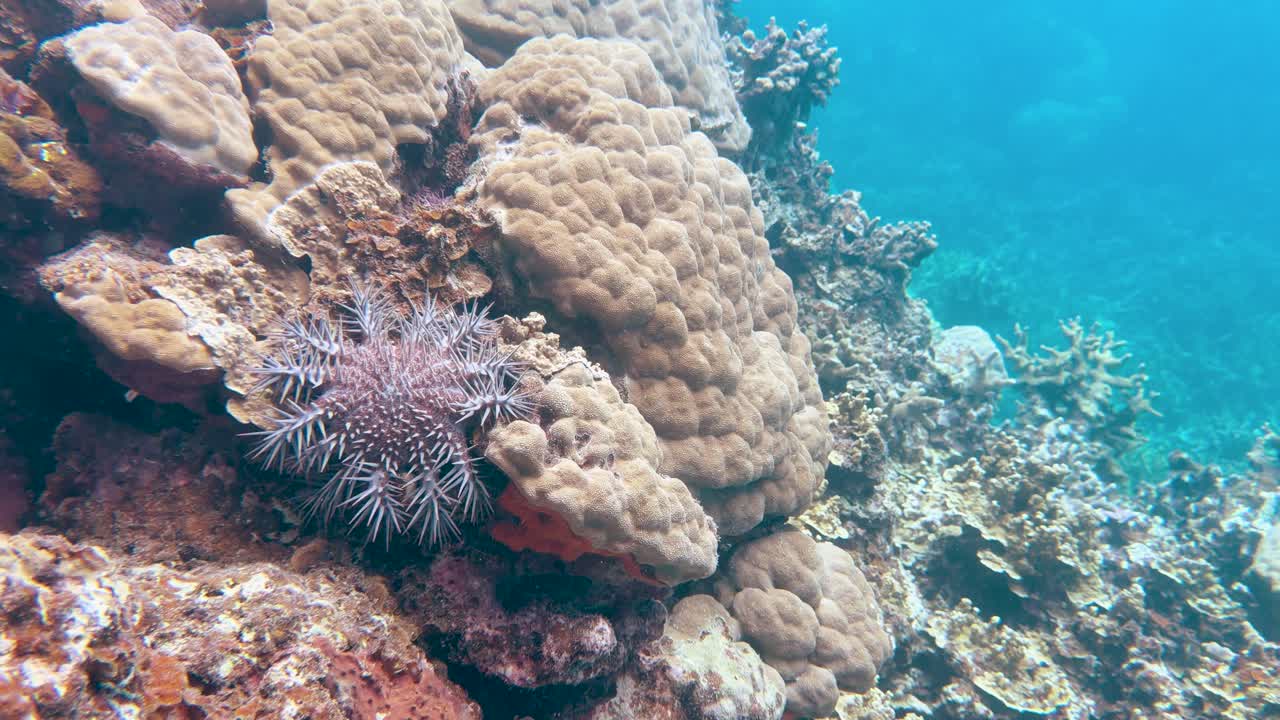 Una stella marina corona di spine velenosa si muove lentamente attraverso una vivace barriera corallina tropicale sott'acqua.