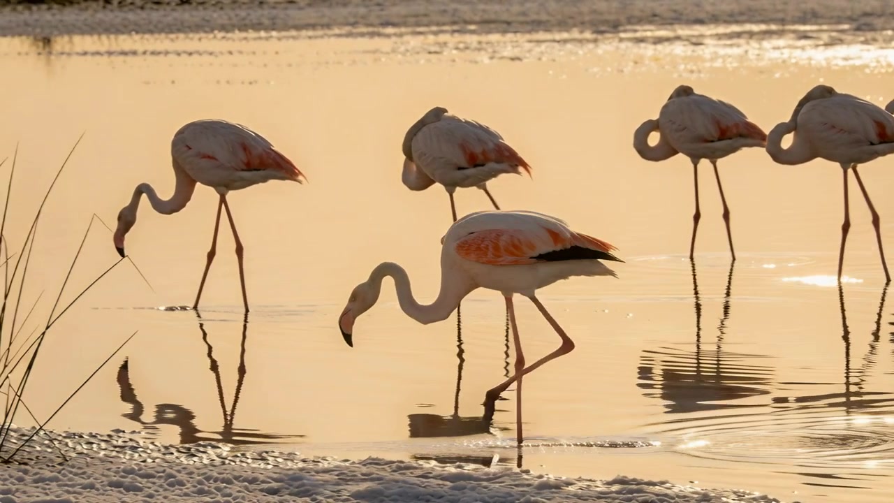 Liikkuva etualalla oleva flamingo parven joukossa laskee päätään, tutkii suolalammikkoa ja ruokailee kultaisessa hehkussa