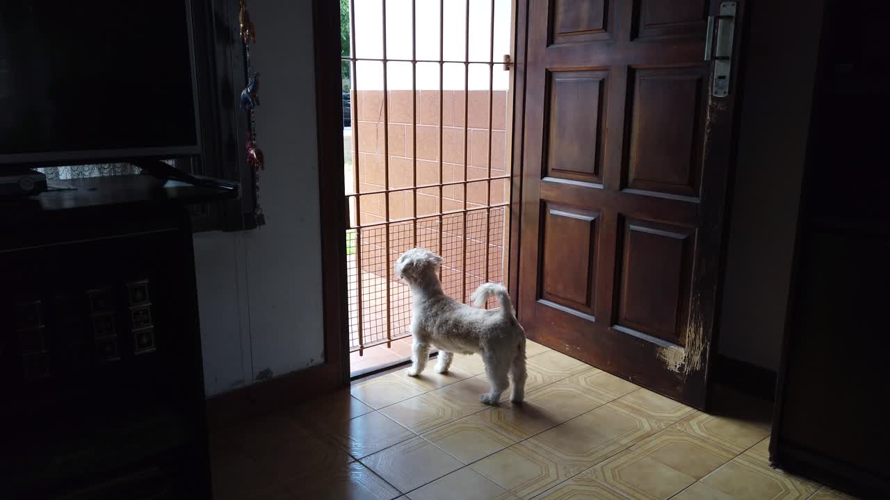 Shih Tzu white pet, toy dog inside a house, barking, waiting for it's owner, small dog with short hair behavior