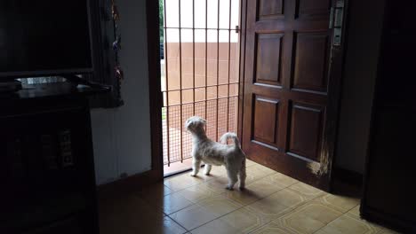 shih tzu white pet, toy dog inside a house, barking, waiting for it's owner, small dog with short hair behavior