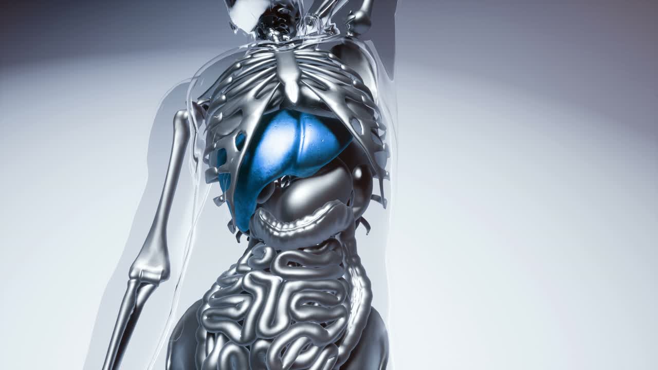 modelo de hígado humano con todos los órganos y huesos