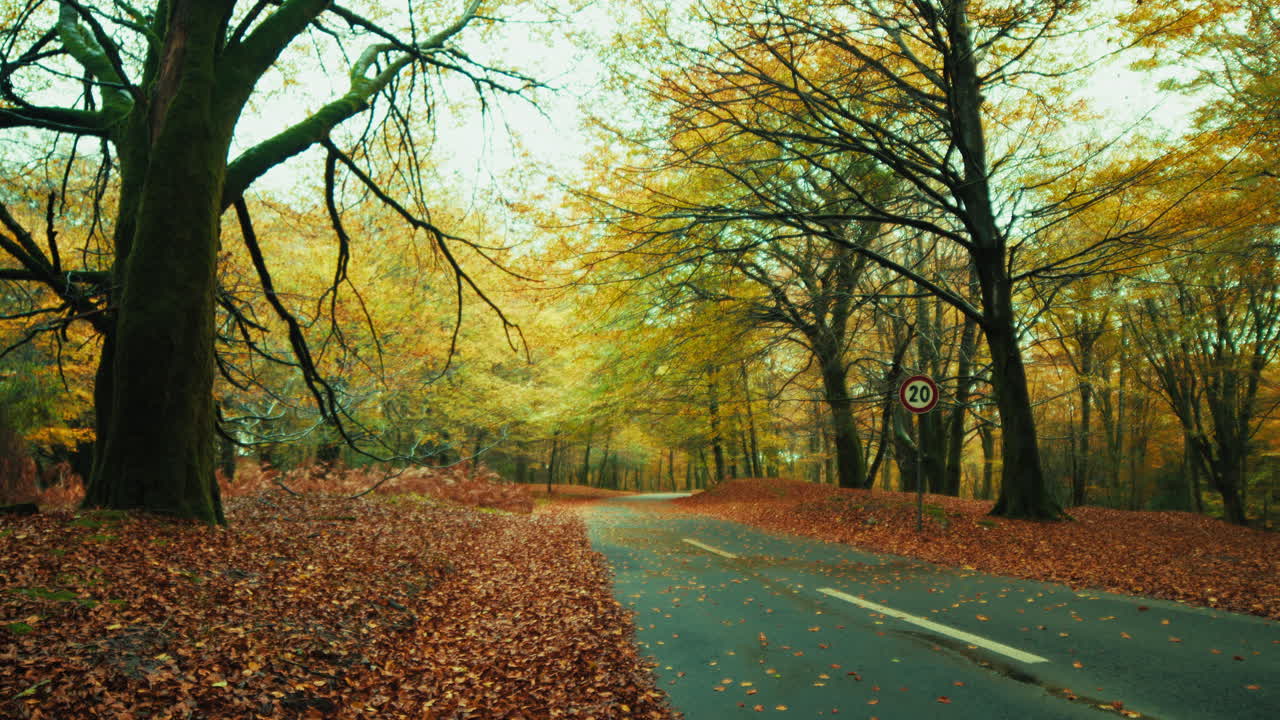 Falling Leaves on a Mountain Road in Autumn