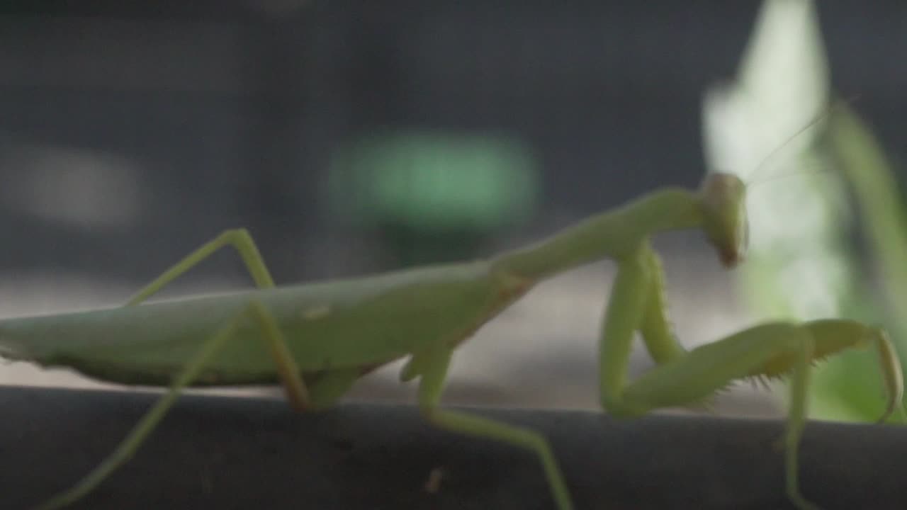 Footage of green praying mantis, sitting on a black metal rail, walking, side view 120fps, with blurry background