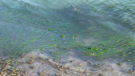 green eel grass flourishing on the shallow shores of elkhorn slough nature reserve