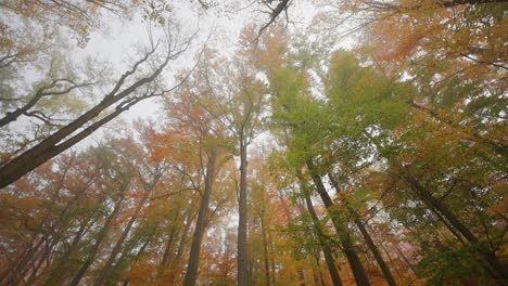 Mirando-Las-Copas-De-Los-árboles-En-El-Brumoso-Y-Soñado-Bosque-Otoñal