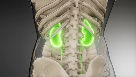 ilustración médicamente exacta de los riñones