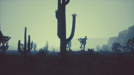 paisaje desértico con cactus