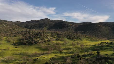 lateral flight to the right with drone over pasture of holm oaks and stands with yellow flowers and in the background mountains full of trees, blue sky with some clouds and evening light avila spain