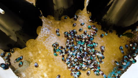 juvenile abalone with turquoise shells crawl around empty tank