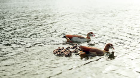 egyptian goose family swimming
