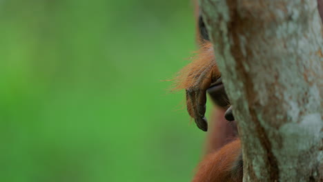 orangutan hand on tree