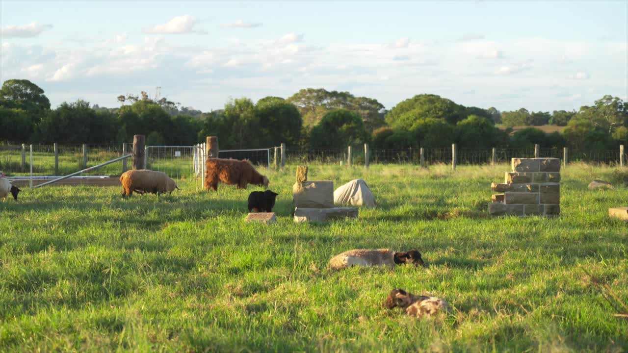 Vista ampla de ovelhas descansando e pastando em um cercado rural com cercas e estruturas agrícolas na Austrália durante a hora dourada.