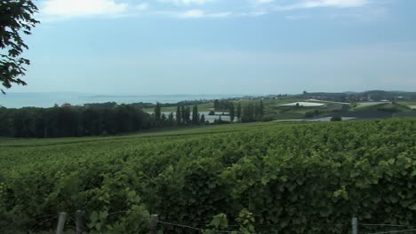 tiro pan sobre viñedo en el lago de constanza, alemania