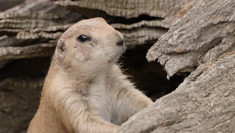 Nahaufnahme-Eines-Schwarzschwanz-Präriehundes,-Der-Aus-Seinem-Loch-Kommt