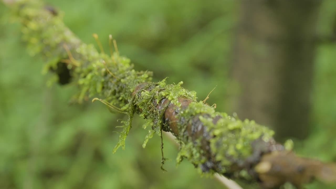 숲 속 의 모스 로 인 가지 의 근접 사진