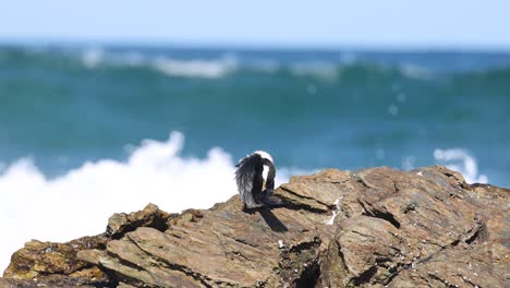 bird observes the ocean from a rocky perch