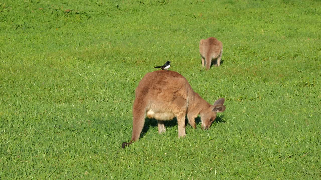 Eastern Grey Kangaroo Eating Grass With Willie Wagtail Bird Sitting On Its Back