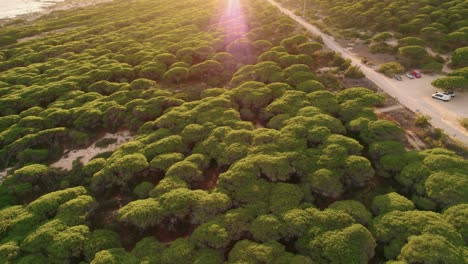 Vista-Aérea-De-Un-Denso-Bosque-En-La-Costa-De-España