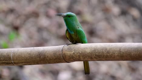 The-Blue-bearded-Bee-eater-is-found-in-the-Malayan-peninsula-including-Thailand-at-particular-forest-clearings