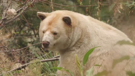 adorable espíritu kermode blanco oso arrugas hocico y