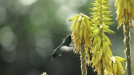 beautiful shiny sapphire hummingbird drinks nectar from the aloe vera flower - a slow-motion shot