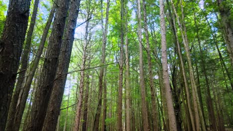 Drone-rising-gently-through-a-tall,-beautiful-pine-forest-in-the-Appalachian-Mountains-during-a-sunny-summer’s-day