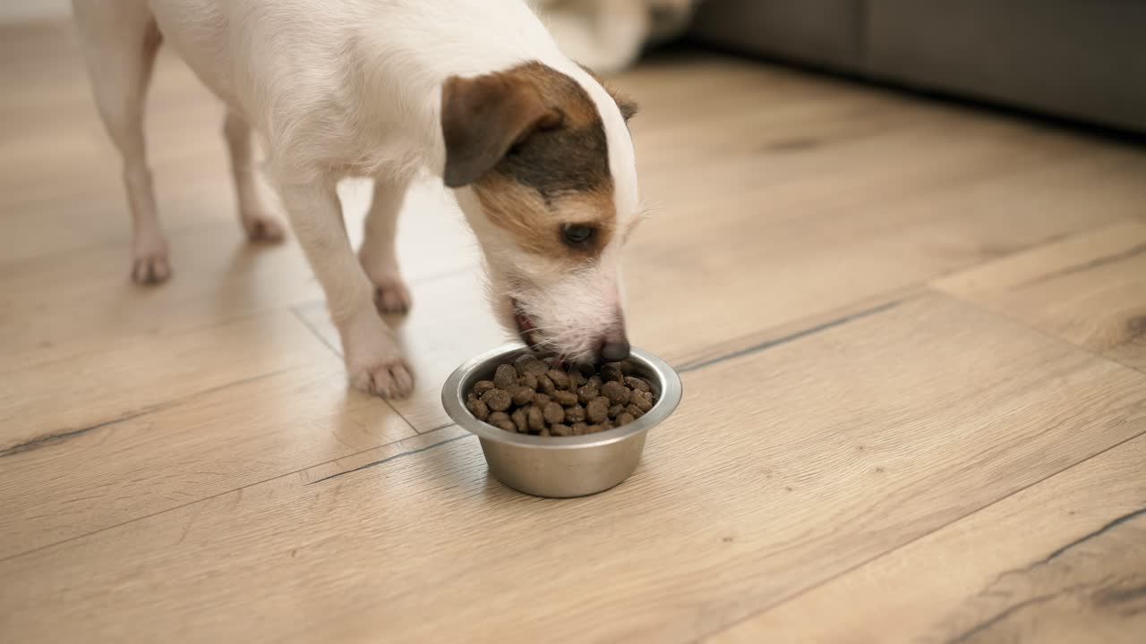 Liebenswerter Jack Russell Terrier Hund frisst mit Appetit Trockenfutter