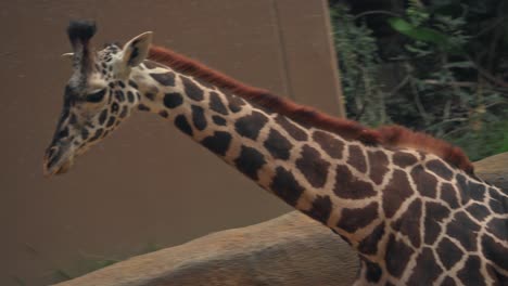 una jirafa caminando en cámara lenta