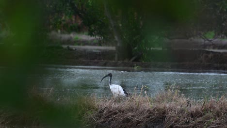 Schwarzköpfiger-Ibis,-Threskiornis-Melanocephalus