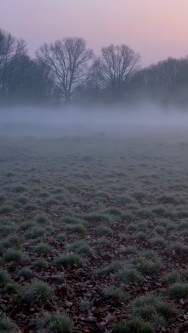 misty winter morning field with bare trees