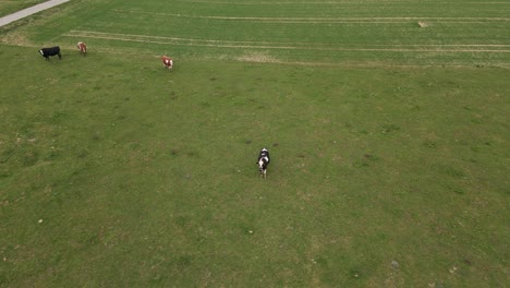 Black-and-white-dairy-cow-standing-on-a-wide-pasture-in-Germany