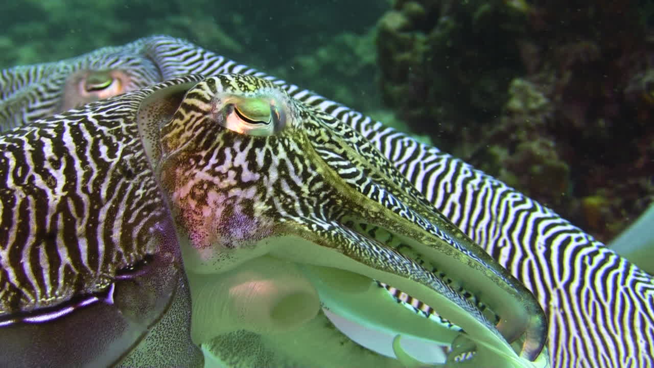 comportamiento de cortejo de la sepia faraón