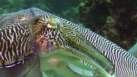 courtship behavior of pharaoh cuttlefish