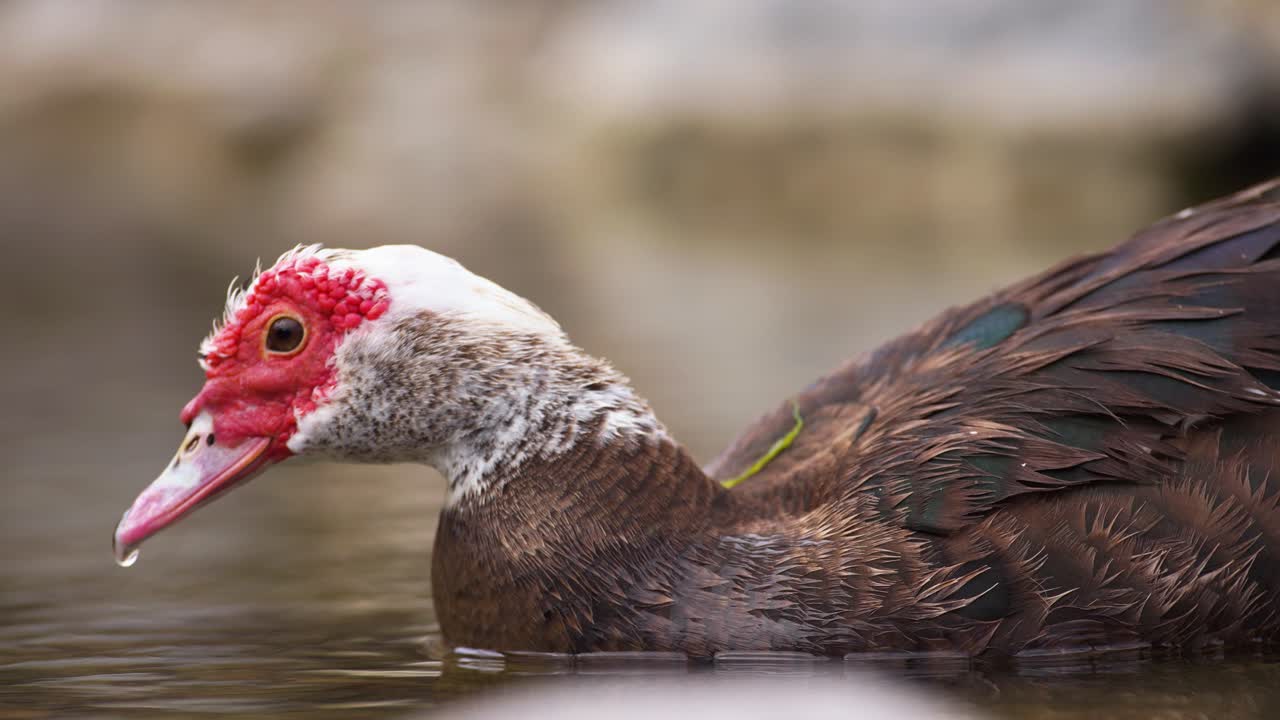 Primo piano di un'anatra muta rossa e bianca che galleggia sull'acqua.