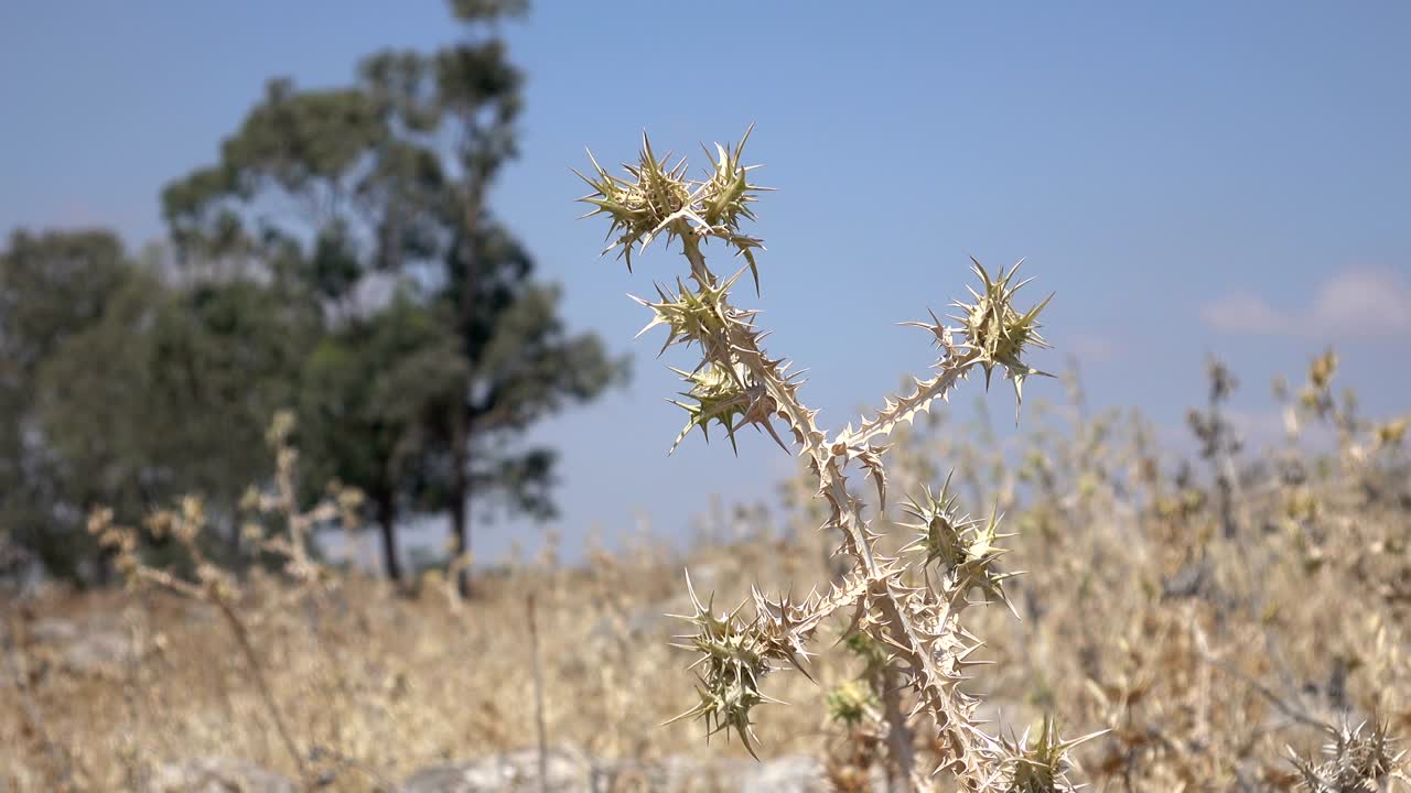 campo seco con olivos en el fondo