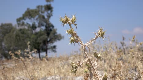 dry field with olive trees in background