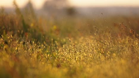 golden hour glow illuminates grass blowing in wind with shallow depth of field