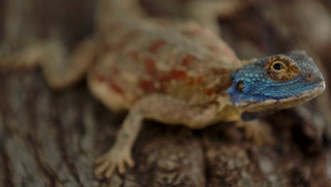hermoso lagarto en el árbol de cerca