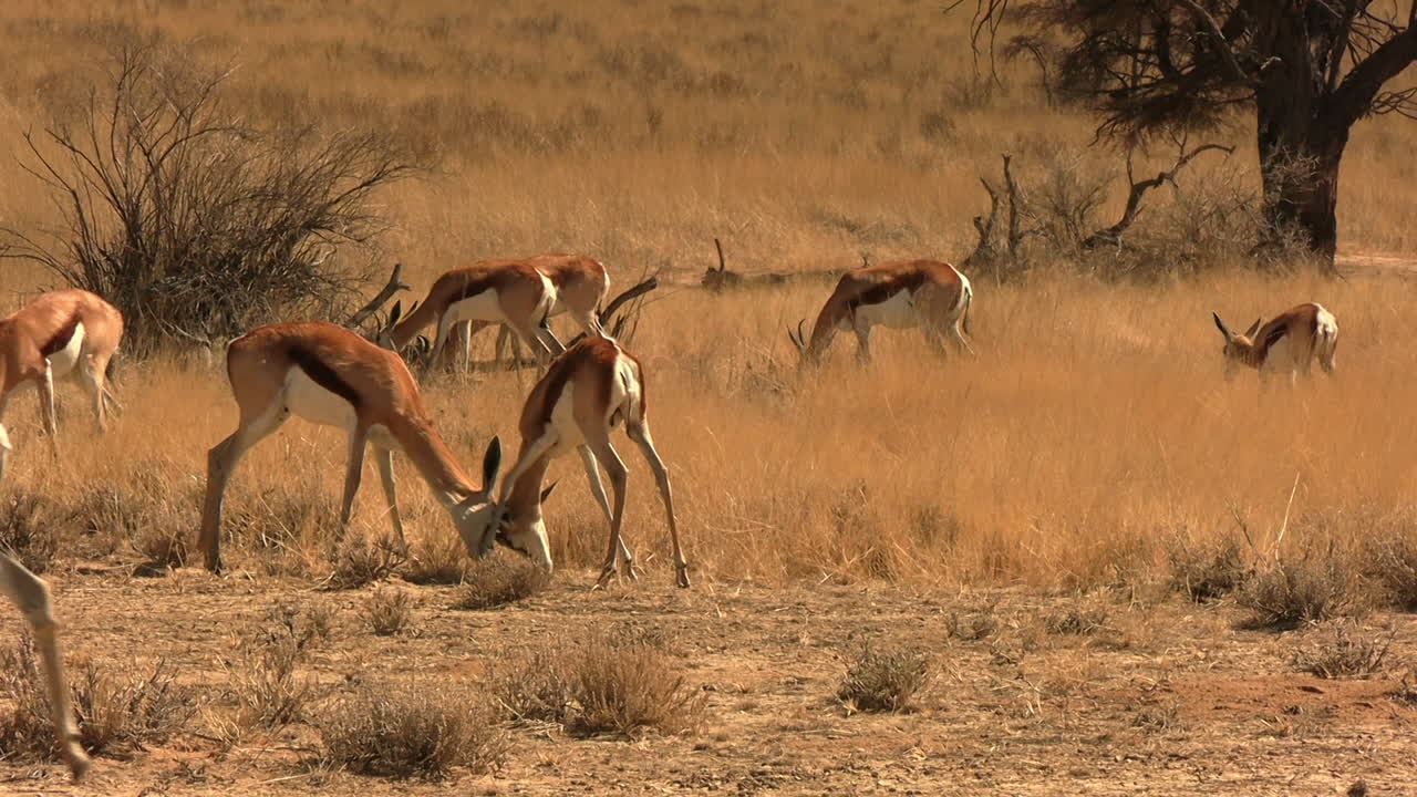 jóvenes antílopes springbok peleando con cuernos en una pradera de sabana africana