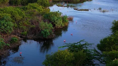 flamingos float and walk in shallow tropical marshland below mangroves