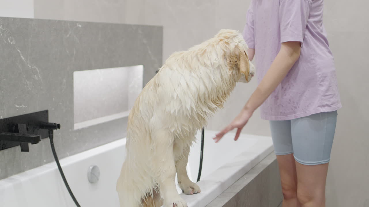 una mujer bañando a un golden retriever mojado.