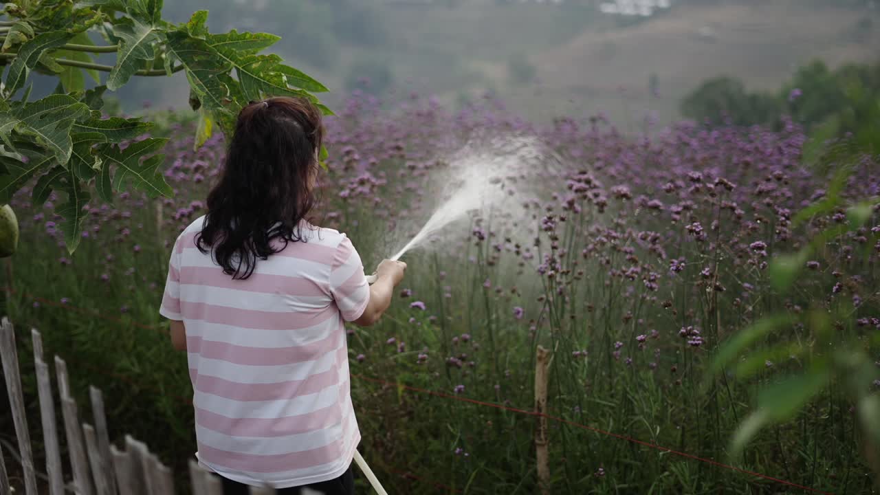 Woman watering a field of purple flowers