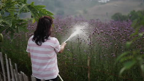 woman watering a field of purple flowers